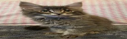 Maine Coon cats for sale: Gorgeous, sociable maine coon kittens  - Advert 34