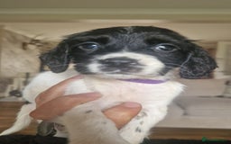 Sprocker dogs for sale: Beautiful litter of sprocker puppies - Image 31