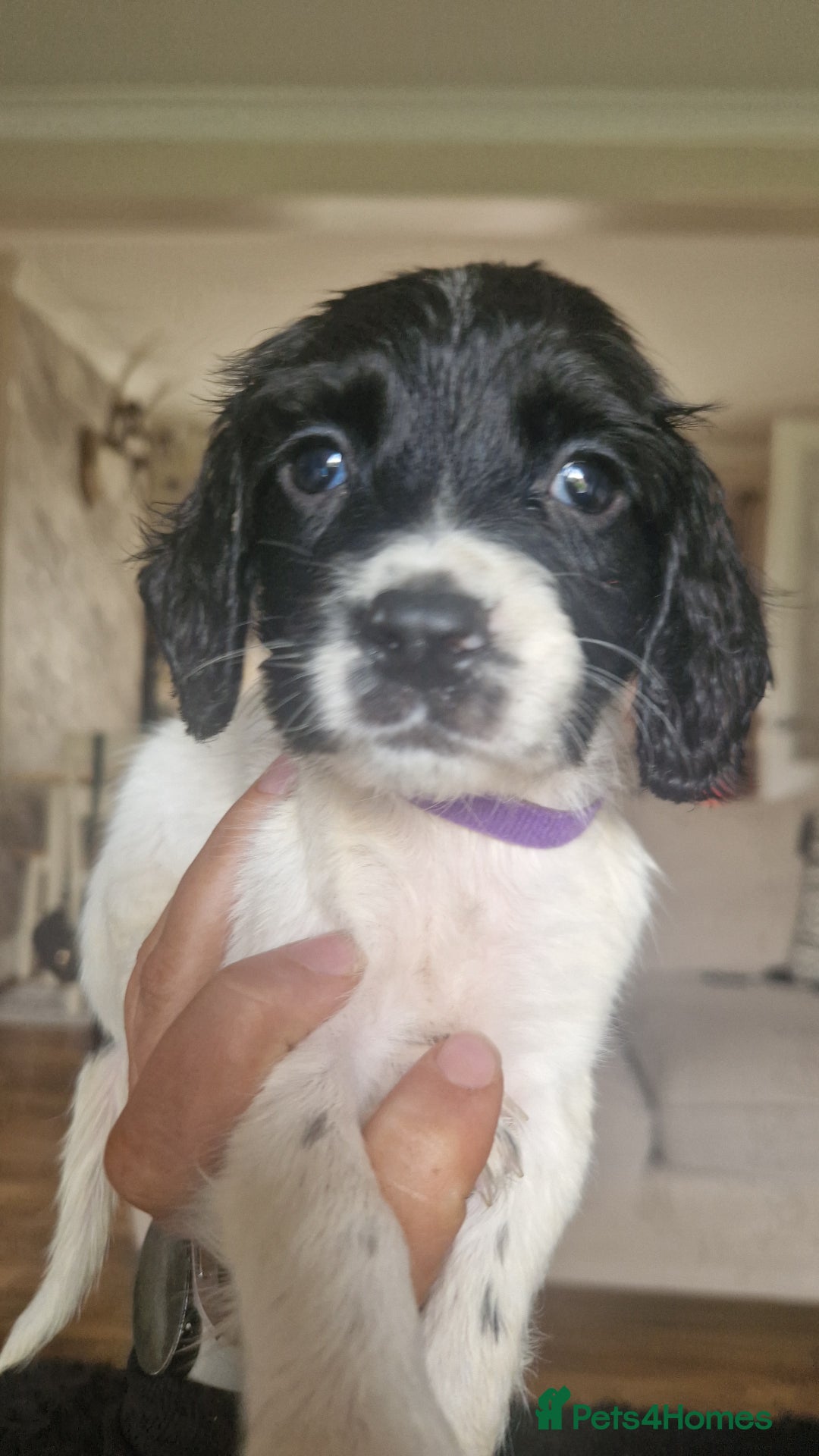 Sprocker dogs for sale: Beautiful litter of sprocker puppies - Image 31