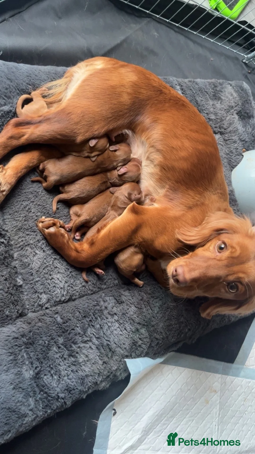 Cockapoo dogs for sale: Cockerpoo puppies  - Advert 2