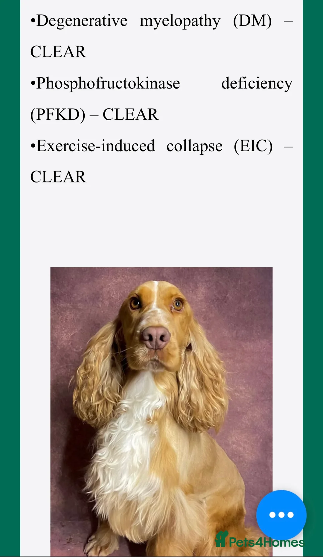 Cocker Spaniel dogs for sale: KC Show Cocker Spaniel puppy’s  - Advert 7