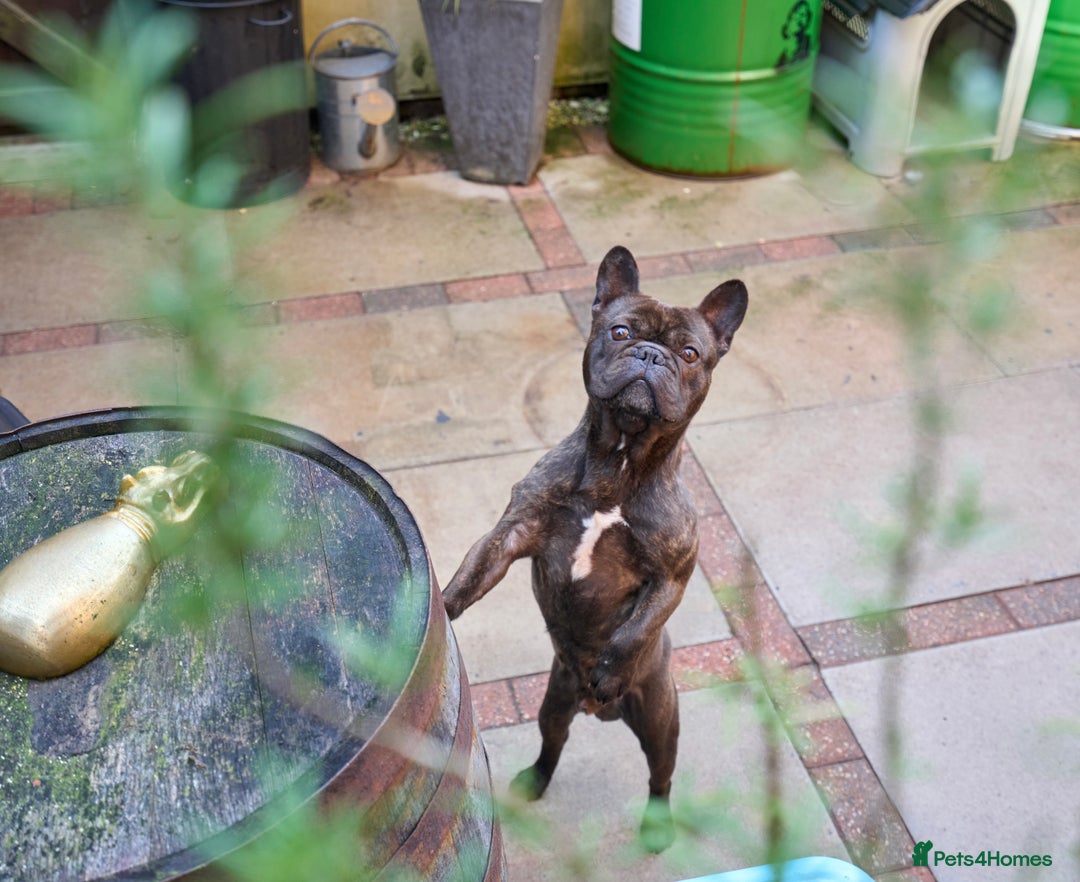 Miniature Dachshund dogs for sale: Rehoming - Mini dachshund (3) & French Bulldog (8) - Image 9