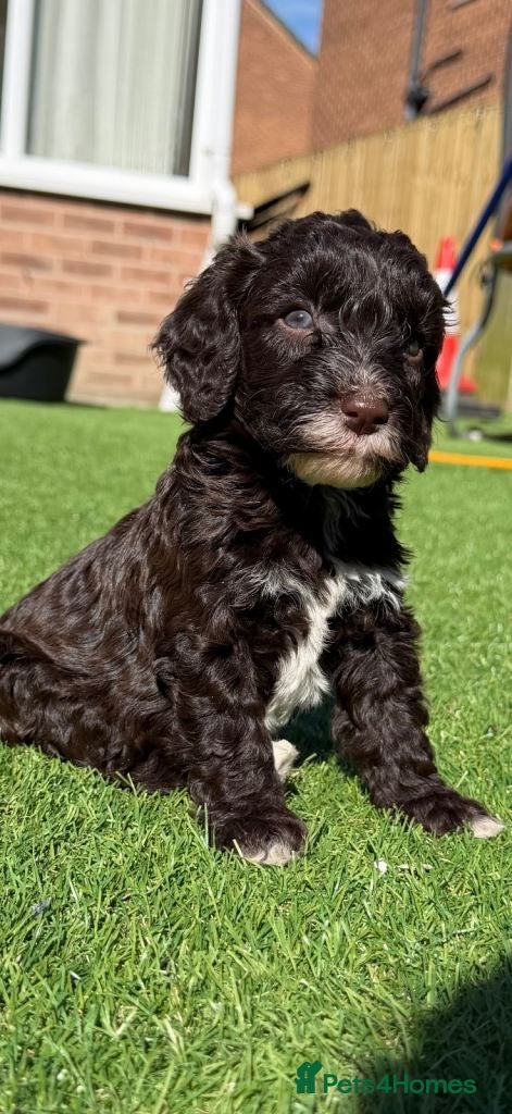 Cavapoo dogs F1 Cavapoo Puppies – 2 Boys & 3 Girls Available 🐾 - Advert 13