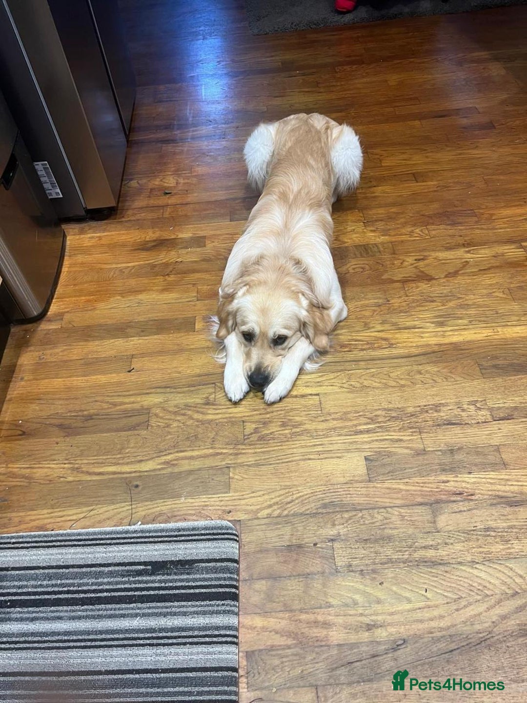 Golden Retriever dogs for stud: Rocky ready for his first litter - Advert 4