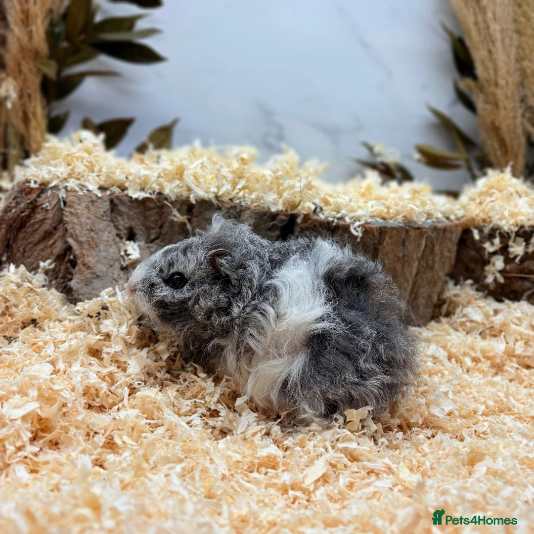 Guinea Pig rodents for sale: Multiple Guinea Pigs Available 💫💕🐹 - Advert 4