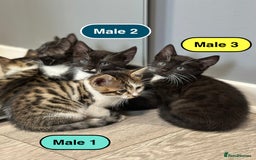 Bengal cats for sale: Gorgeous Bengal X Kittens!! - Image 8