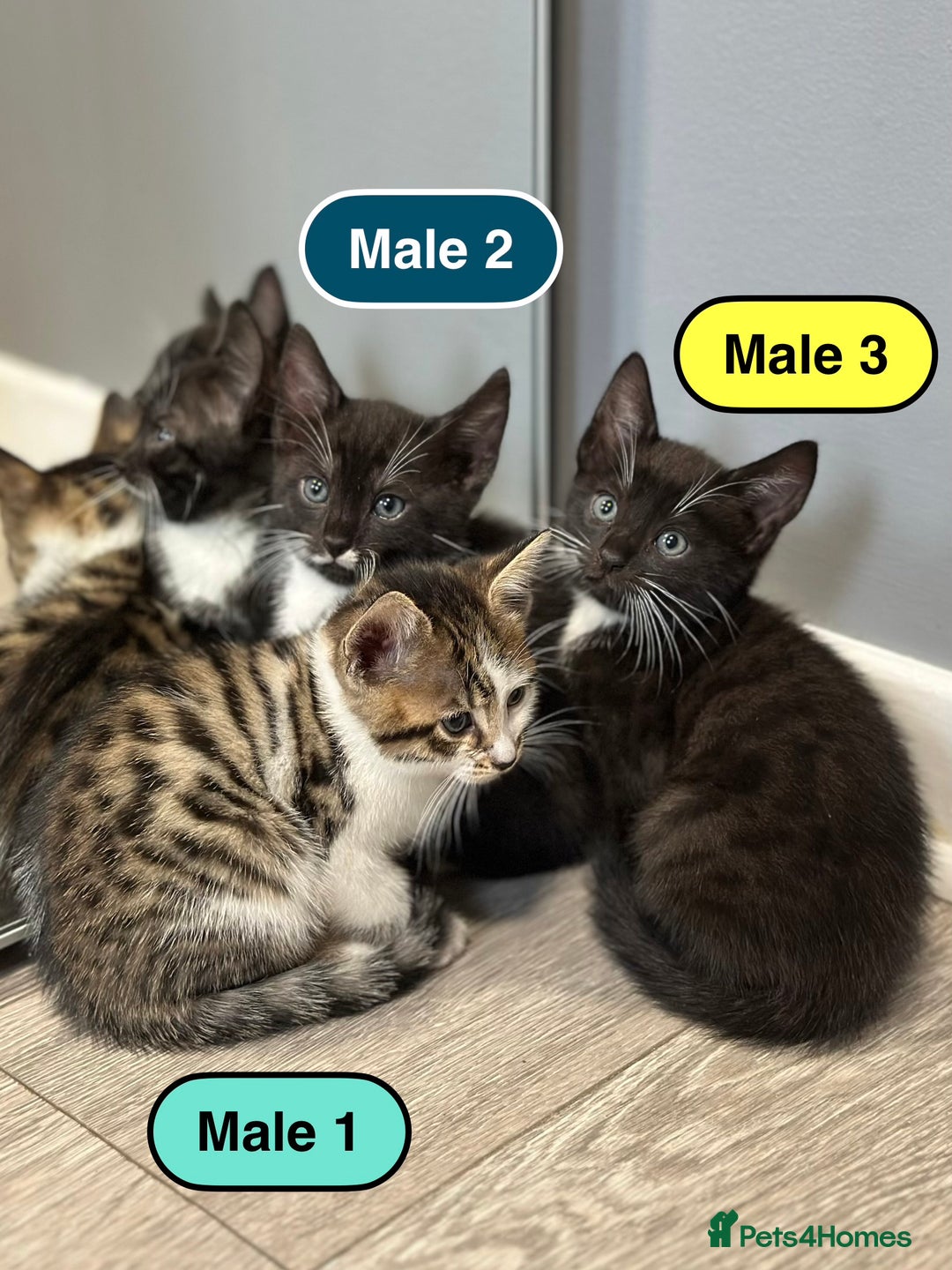 Bengal cats for sale: Gorgeous Bengal X Kittens!! - Image 8
