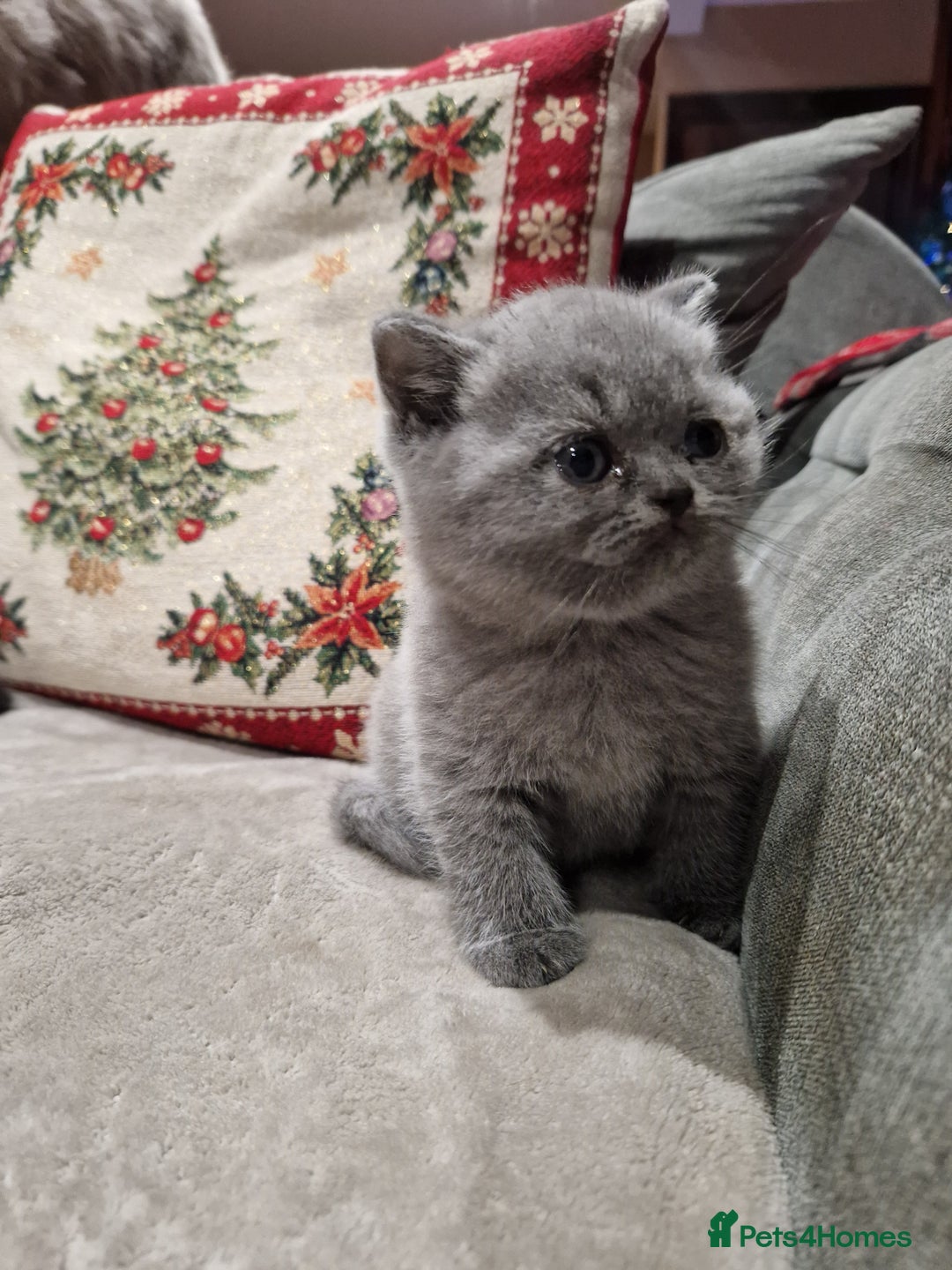 British Shorthair cats for sale: British Shorthair Kittens - Advert 8