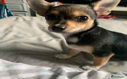 Chihuahua dogs for sale: Chihuahua fluff balls  - Image 14