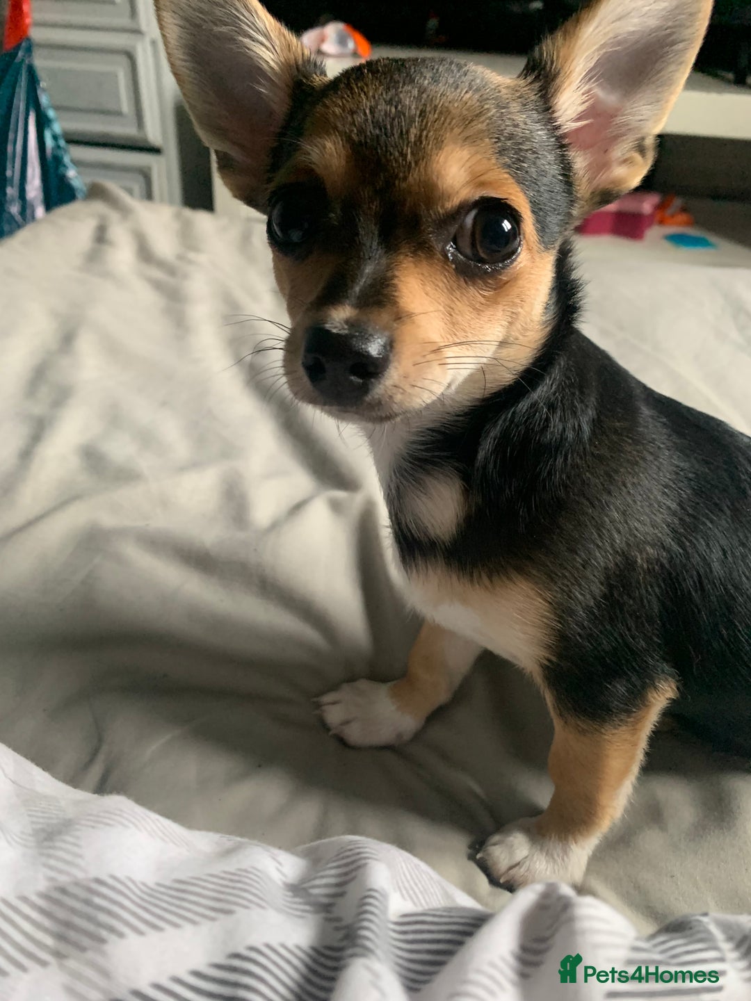 Chihuahua dogs for sale: Chihuahua fluff balls  - Image 14