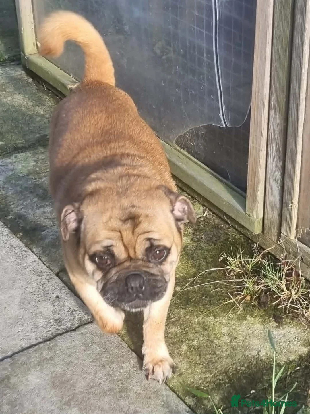 Jug dogs for adoption: One little Pug cross, One big heart in Kidderminster - Advert 1
