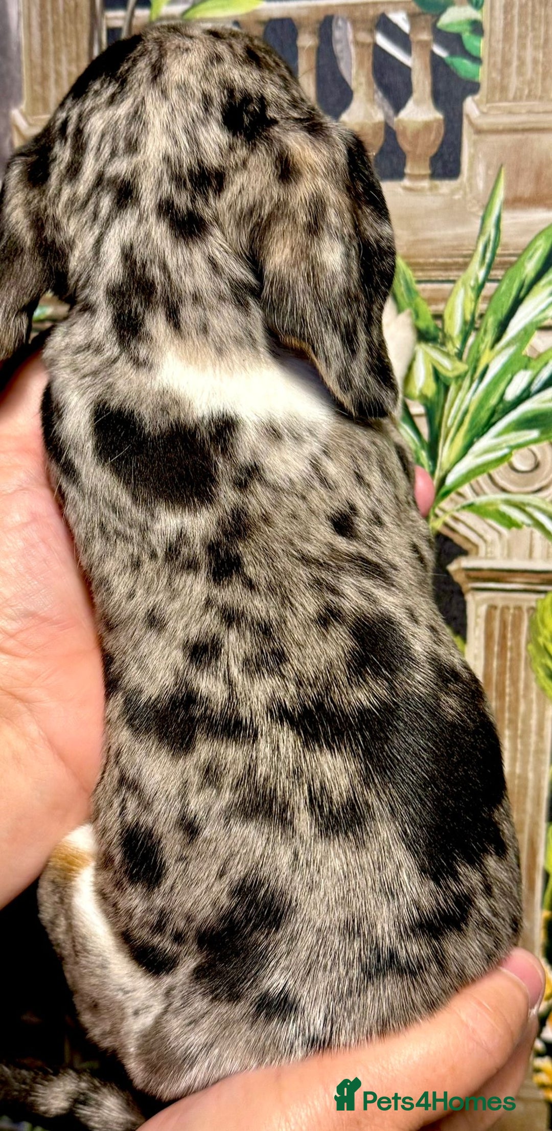 Miniature Dachshund dogs for sale: Stunning Unique Miniature Dachshund Puppies  - Image 10