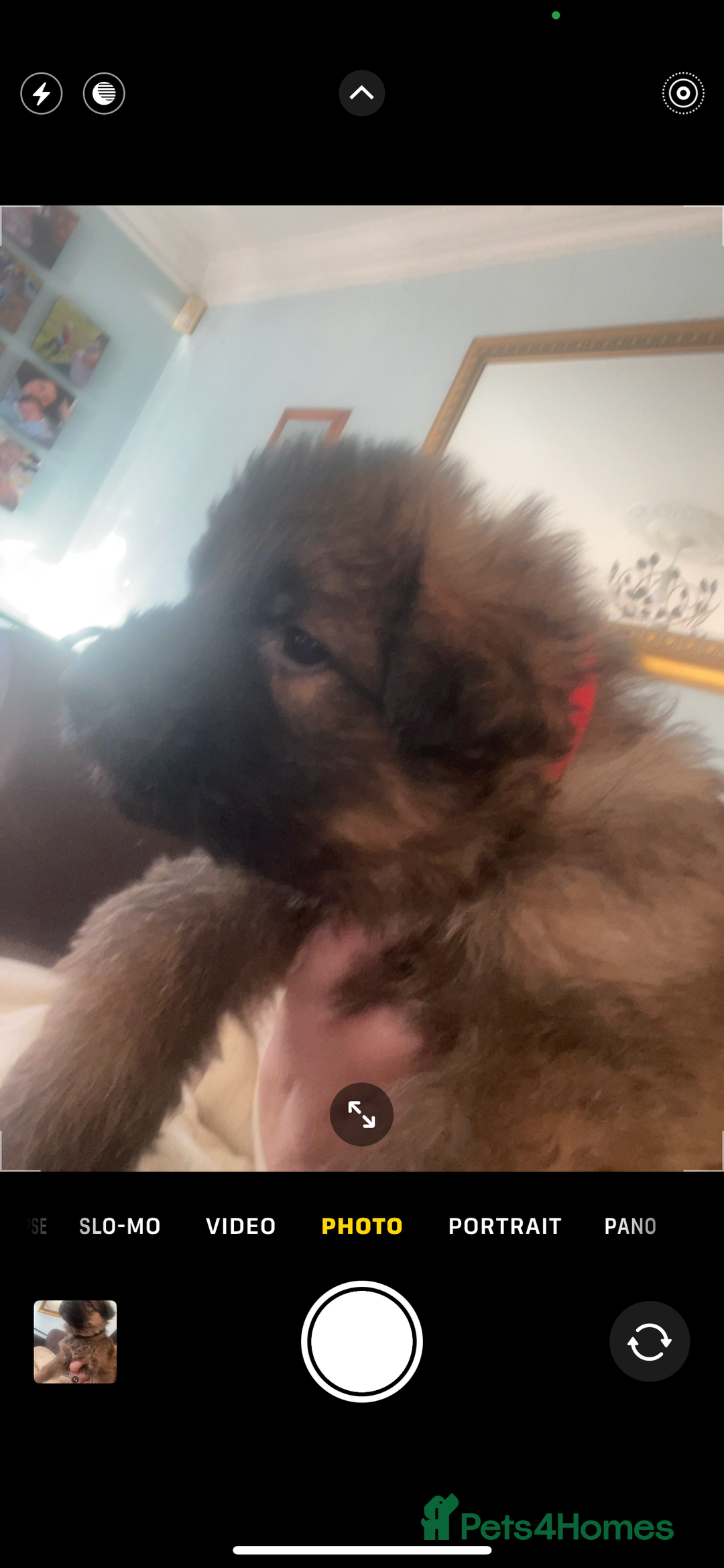 German Shepherd dogs for sale: German shepherd puppies - Stunning - Advert 4