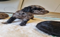 Cockapoo dogs for sale: Cockapoos - Image 17