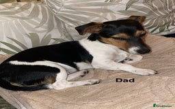 Jack Russell dogs for sale: Jack Russel Pups Short Legged - Image 9