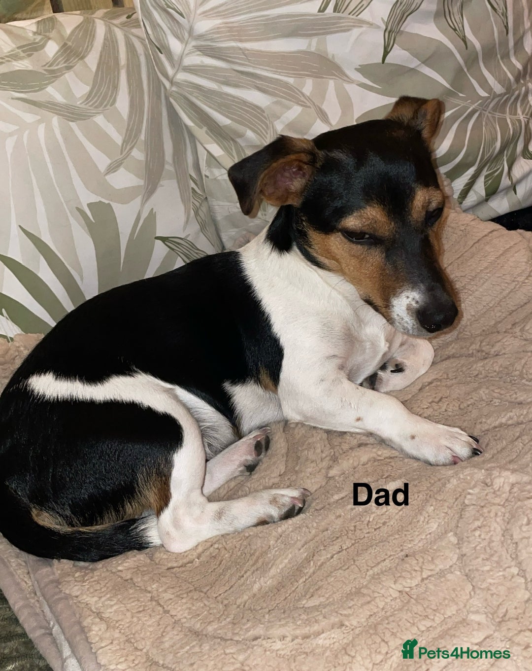 Jack Russell dogs for sale: Jack Russel Pups Short Legged - Image 9