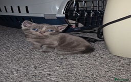 Russian Blue cats for sale: Russian Blue Kittens – Hypoallergenic & Stunning - Image 8