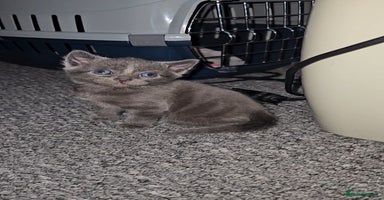 Russian Blue cats - Advert 5