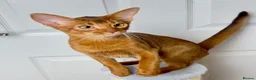 Abyssinian cats for sale: One boy left🤎Raised with Love Abyssinian Kittens - Advert 31
