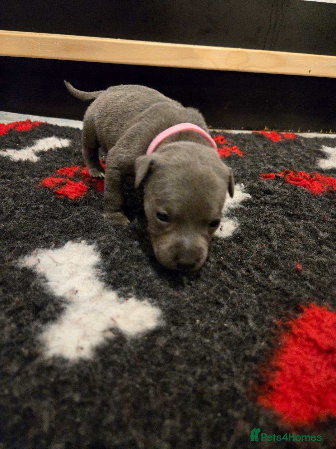 Staffordshire Bull Terrier dogs for sale: Blue Staffy Puppies 🐶 - Advert 8
