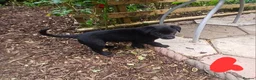 Borador dogs for sale: Labrador x collie puppies  - Advert 2