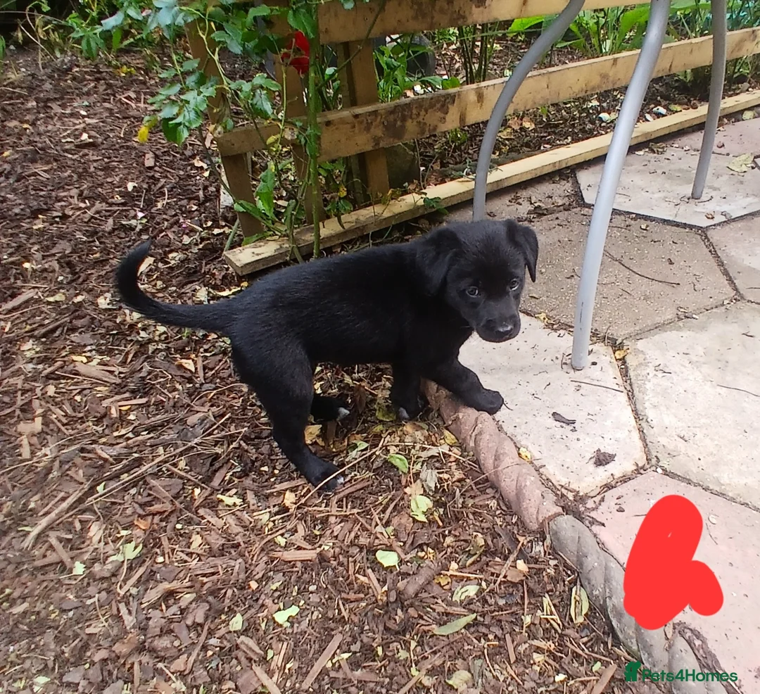 Borador dogs for sale: Labrador x collie puppies  - Advert 2
