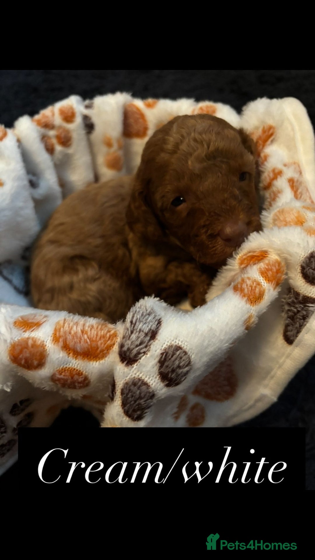 Cockapoo dogs for sale: Beautiful Cockapoo Puppies - Advert 7