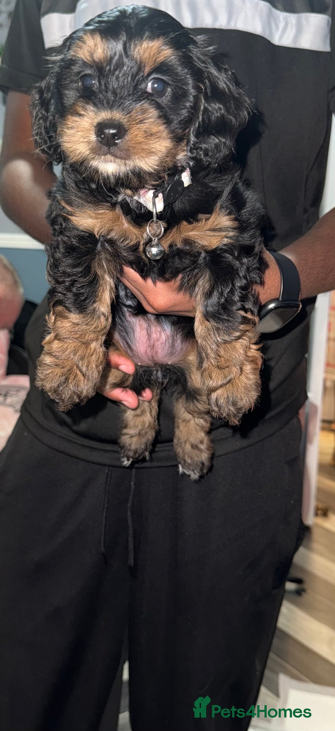 Mixed Breed dogs for sale: Cockapoo Mix Puppies - Advert 10