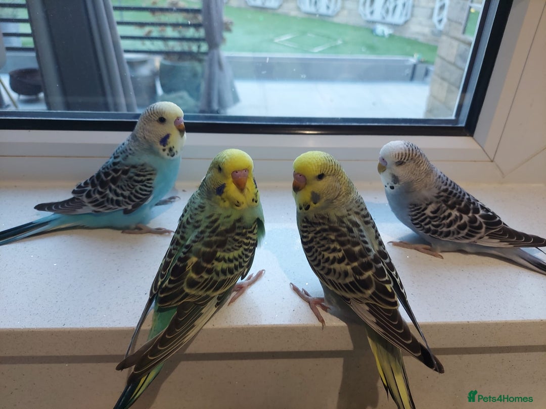 Budgerigars birds for sale: Tame Baby Budgies - Advert 1