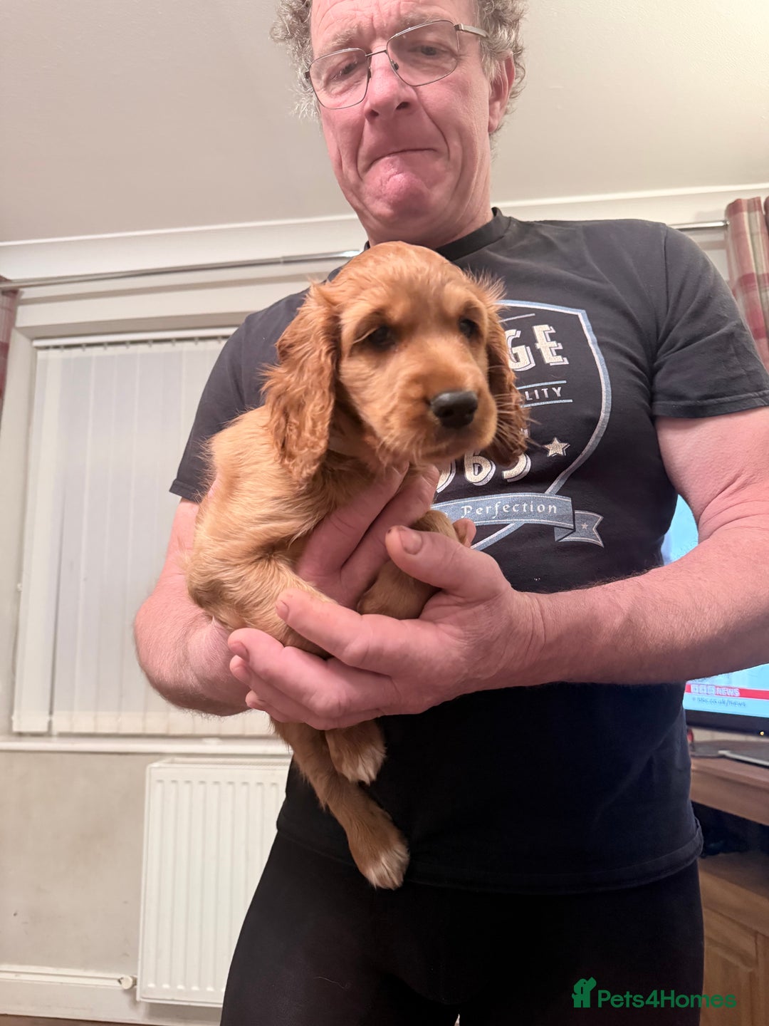 Cocker Spaniel dogs for sale: Two beautiful cocker spaniel pups ready now  - Advert 9