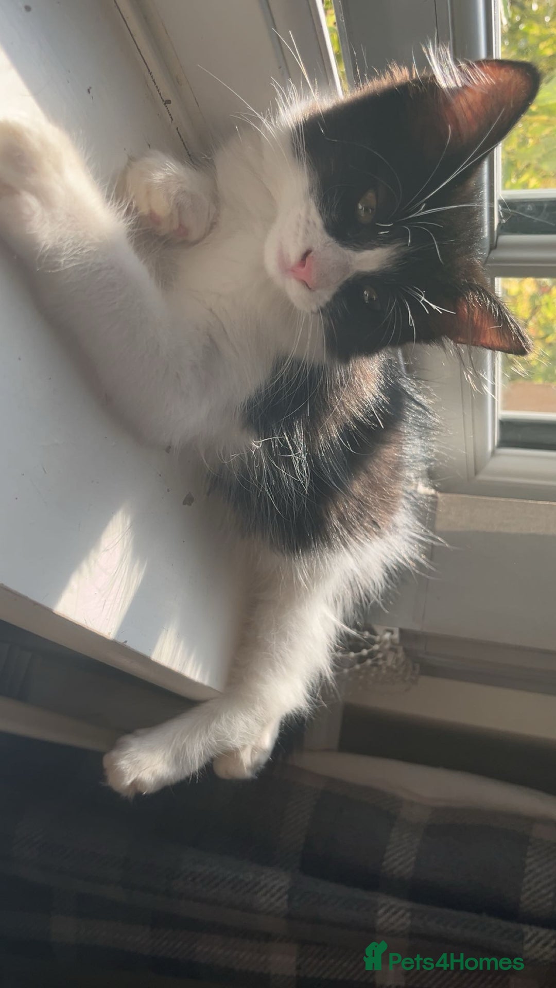 Turkish Van cats for sale: Twin boys ready to leave together  - Image 5