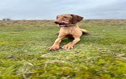Hungarian Vizsla dogs for sale: Female Hungarian Vizsla Gia for sale - Image 7