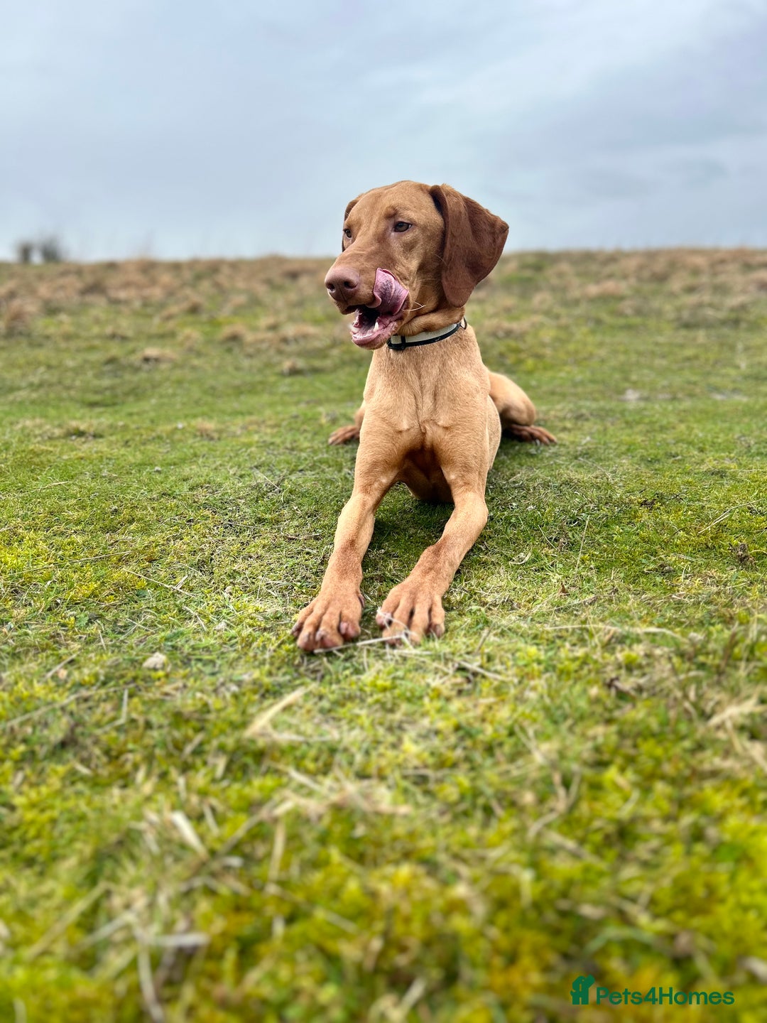 Hungarian Vizsla dogs for sale: Female Hungarian Vizsla Gia for sale - Image 7