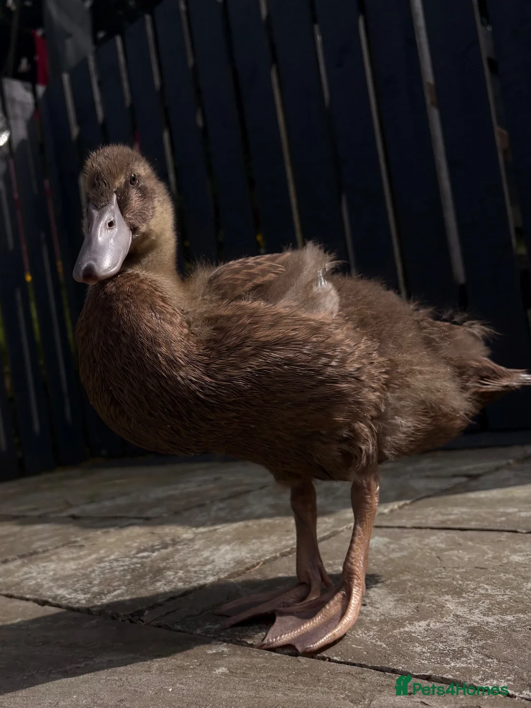 Ducks poultry for sale: Indian x pekin  - Advert 2