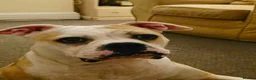 Alapaha Blue Blood Bulldog dogs for sale: Beautiful, 18 month Alapaha, pure breed  - Advert 5