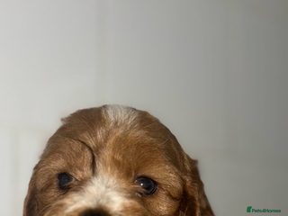 Cavapoo dogs - Advert 9