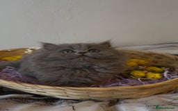 Persian cats for sale: Persian cats London  - Advert 1