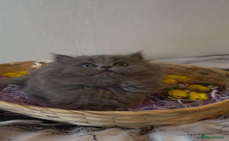 Persian cats Persian cats London  - Advert 11