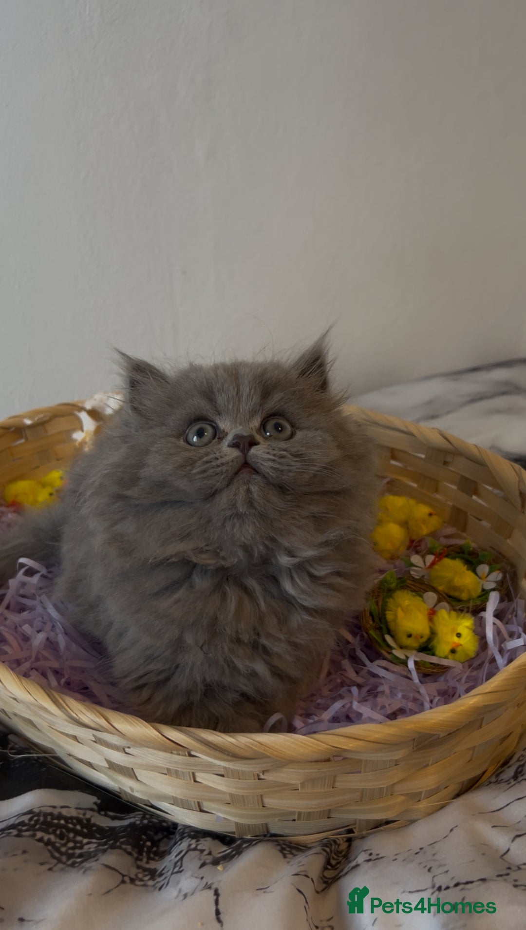 Persian cats for sale: Persian cats London  - Advert 1