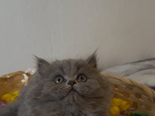 Persian cats Persian cats London - Advert 2