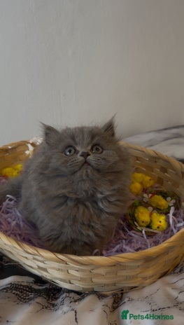 Persian cats Persian cats London - Advert 2