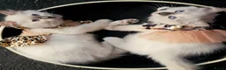 Ragdoll cats for sale: Beautiful Ragdoll Kittens available now - Advert 4