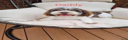 Havanese dogs for sale: Gorgeous KC Havanese Puppies - Advert 3