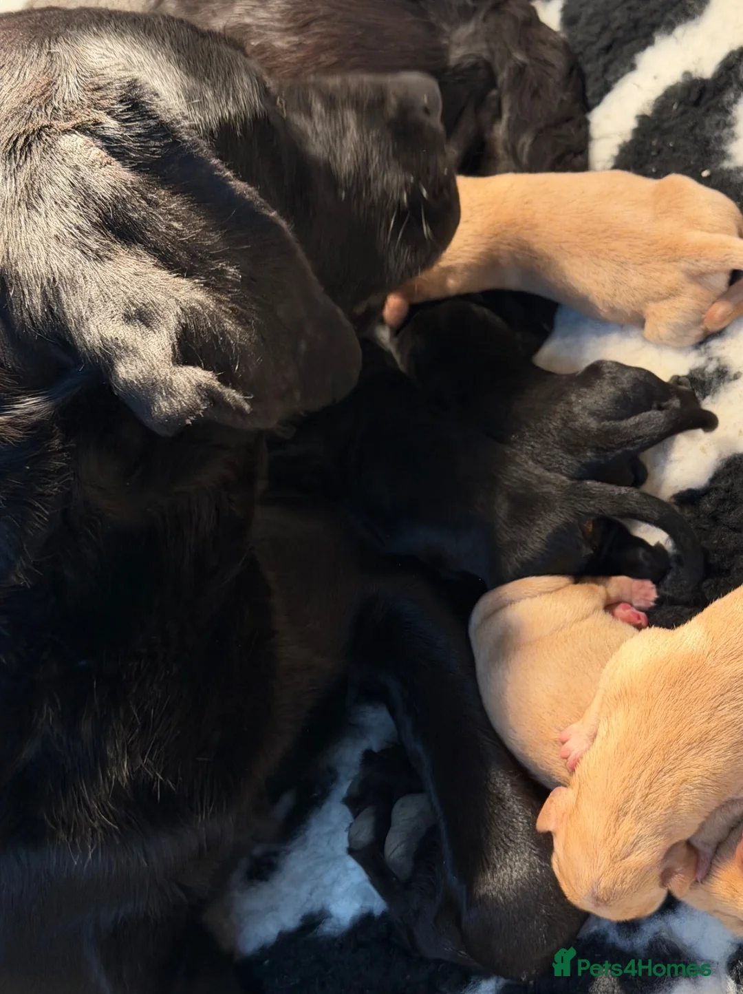 Labrador Retriever dogs for sale: Adorable Kc reg Labrador puppies ready to leave  - Advert 39