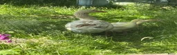 Geese poultry for sale: Brecon Buff Geese in Caernarfon - Advert 2