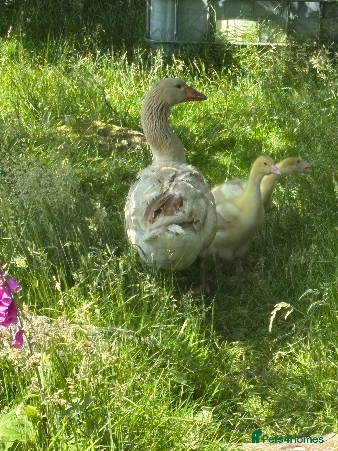 Geese poultry for sale: Brecon Buff Geese in Caernarfon - Advert 2