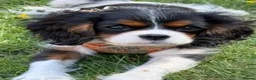 Cavalier King Charles Spaniel dogs for sale: KC Female Cavalier King Charles Spaniel 16 months  in Worksop - Advert 12