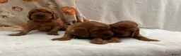 Irish Setter dogs for sale: Irish Setter Puppy - Advert 8