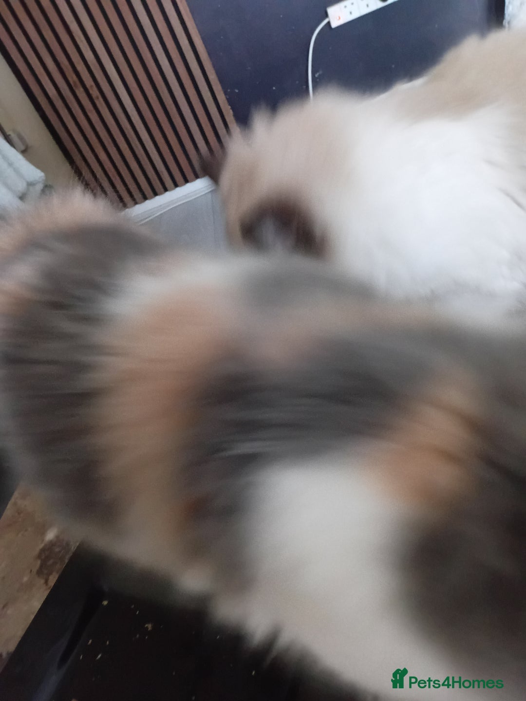 Mixed Breed cats for sale: Milky ,oreo - Advert 8