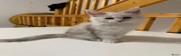 Maine Coon cats for sale: Moonshade Ivory  - Advert 1